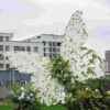 Natural Elegance Butterfly Backdrop with White Transparent Wings and Greenery