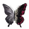 legant Butterfly Backdrop with Bold Romantic Floral Design in Black, White, and Pink Accents