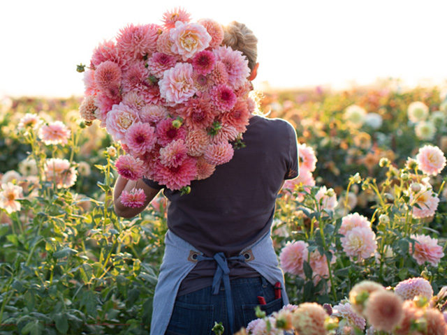fresher blossoms
