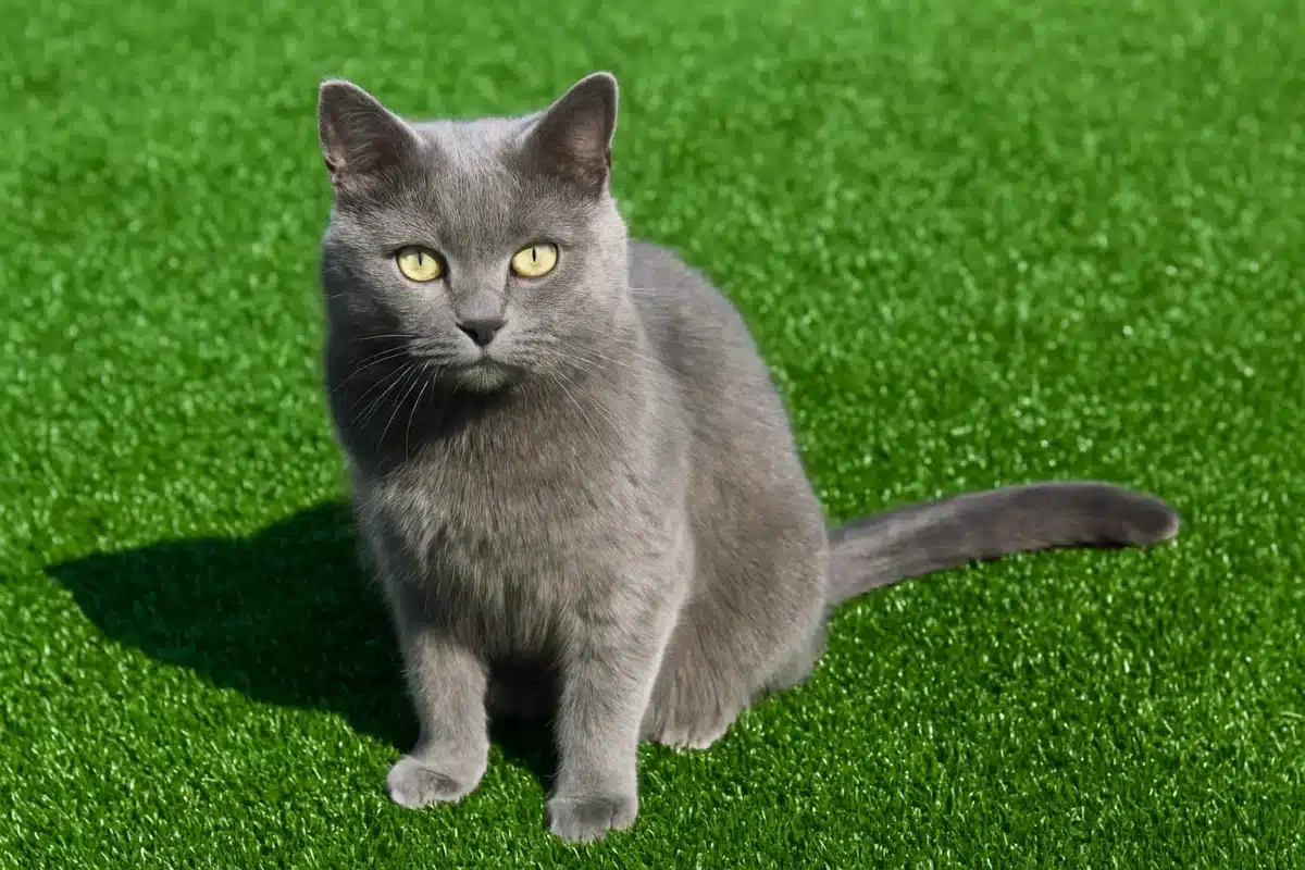 pet friendly artificial grass